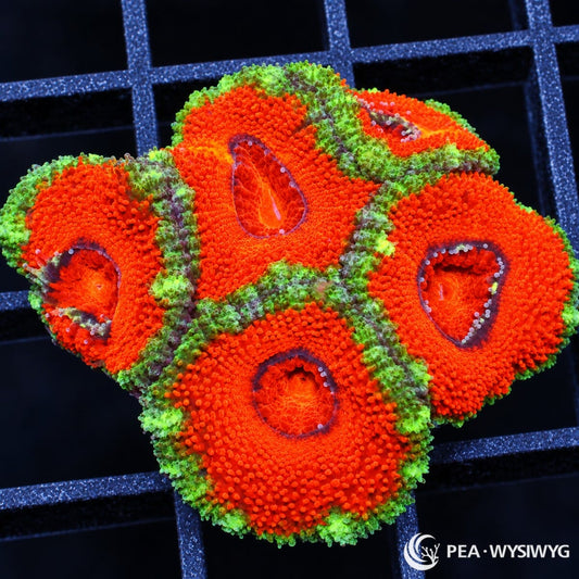 Ultra Acan Lordhowensis Micromussa lordhowensis WYSIWYG coral with vivid orange-red polyps, fluorescent green margins, and dark purple-gray mouth rings