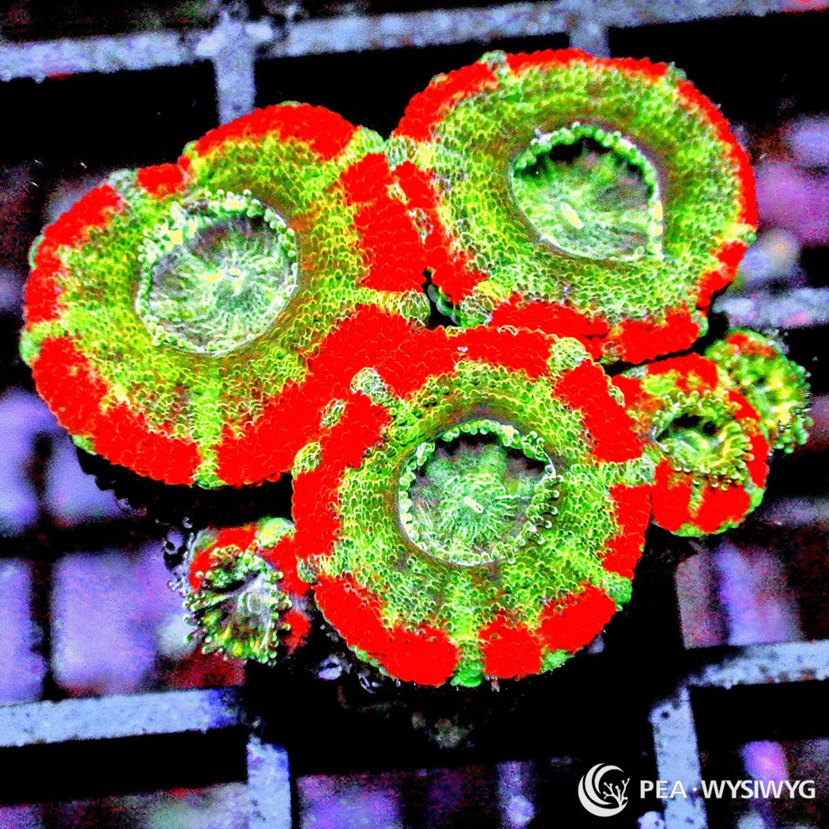Ultra Acan Lordhowensis Micromussa lordhowensis WYSIWYG Premium Frag with vivid red polyps, fluorescent green centers, and contrasting green reef coral coloration