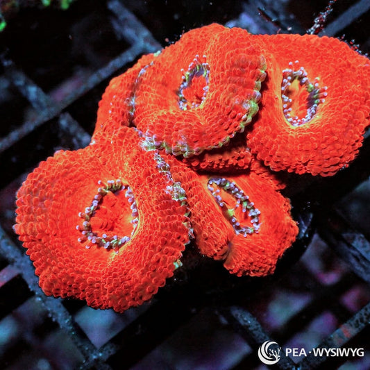 Ultra Acan Lordhowensis Micromussa lordhowensis WYSIWYG Premium Frag with vivid red orange fleshy polyps and contrasting green highlights