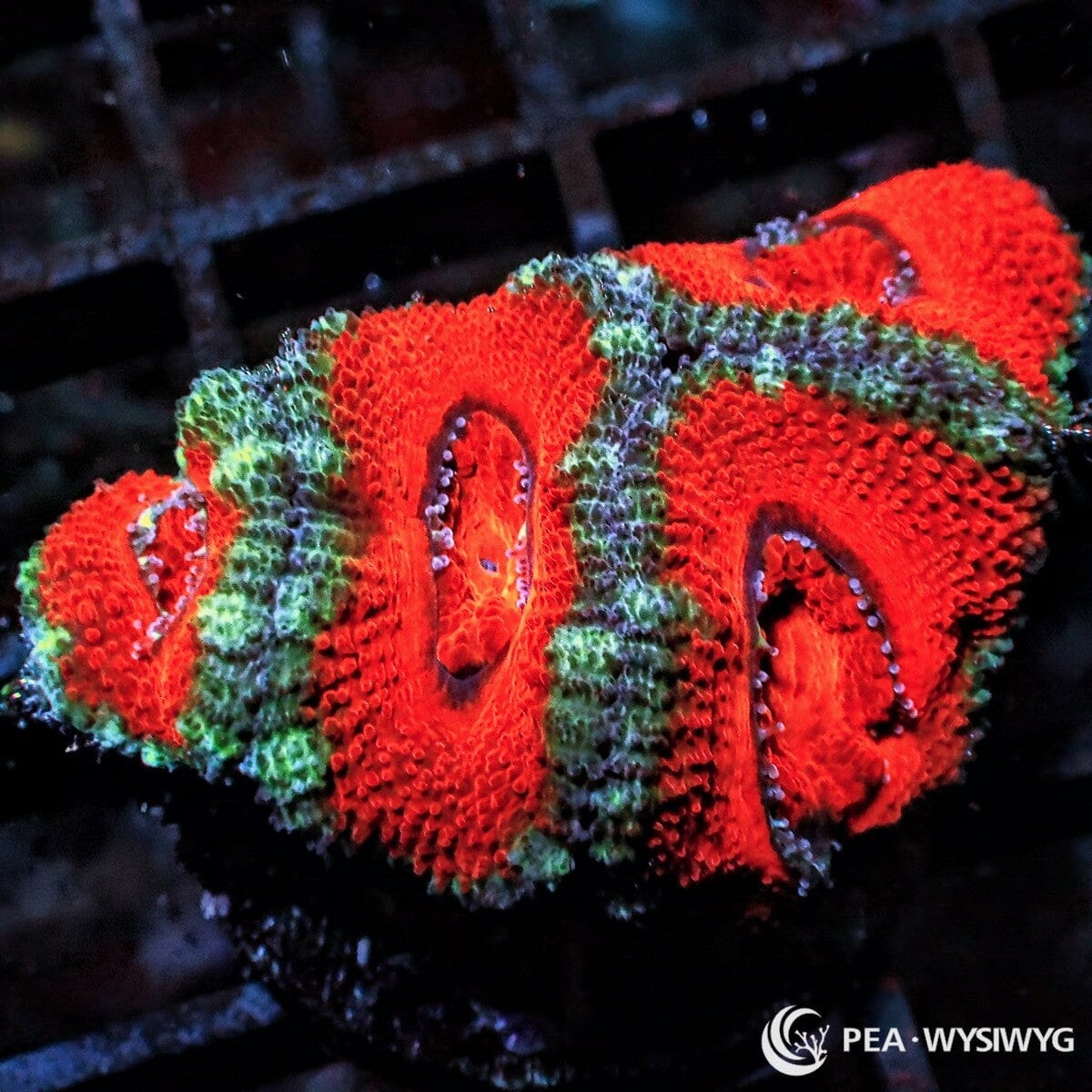 Ultra Acan Lordhowensis Micromussa lordhowensis WYSIWYG Premium Frag with vivid red orange polyps, green highlights, and contrasting coral centers