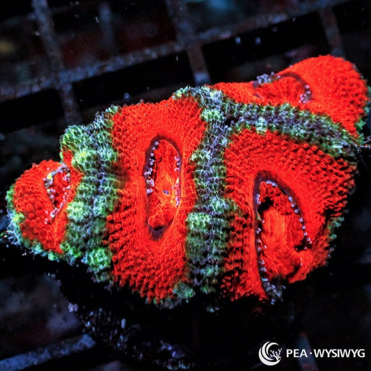 Ultra Acan Lordhowensis Micromussa lordhowensis WYSIWYG Premium Frag with vivid red orange polyps, green highlights, and contrasting coral centers