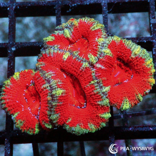 Ultra Acan Lordhowensis Micromussa lordhowensis WYSIWYG premium LPS coral frag