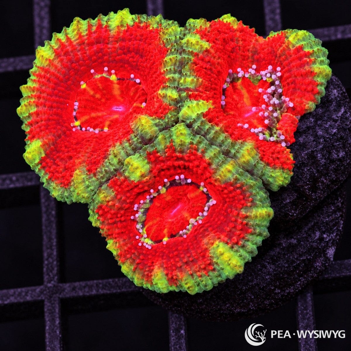 Ultra Acan Lordhowensis Micromussa lordhowensis with vivid red polyps, fluorescent green-yellow edges, and multicolor fleshy corallites