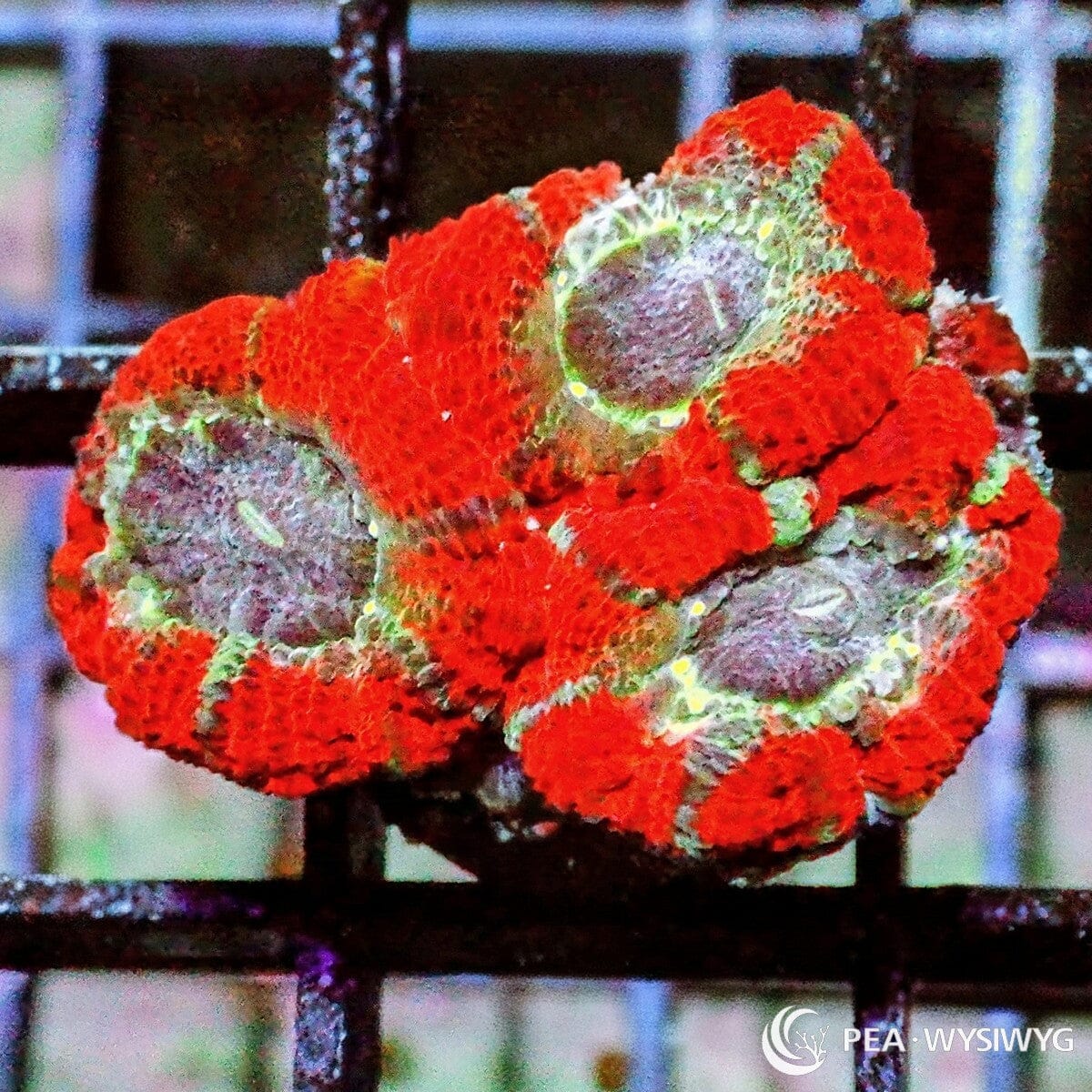 Ultra Acan Lordhowensis Micromussa lordhowensis WYSIWYG coral frag with red orange tissue, silver gray centers, green rim highlights, and yellow accents