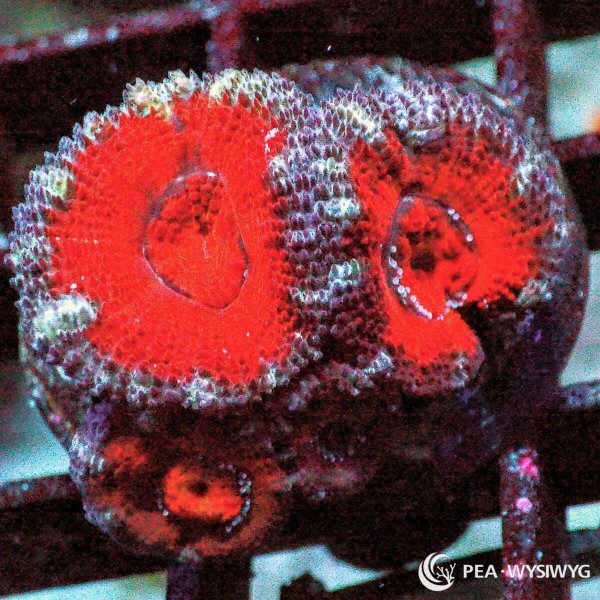 Ultra Acan lordhowensis coral WYSIWYG frag with red centers and contrasting pale outer rings under reef aquarium lighting