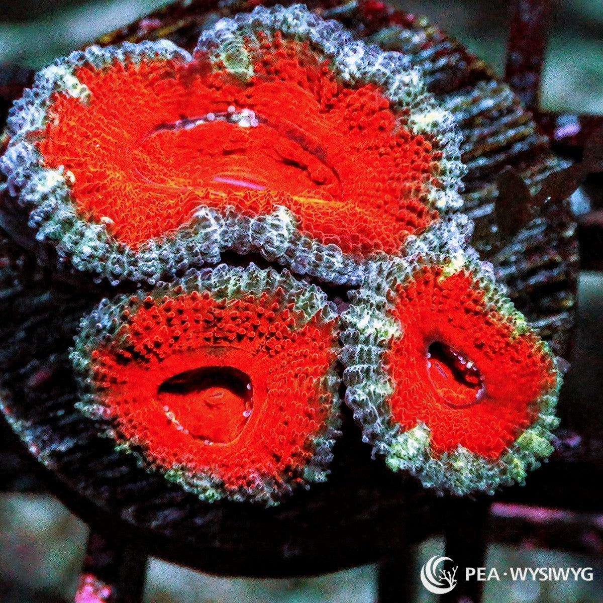 Ultra Acan Lordhowensis Micromussa lordhowensis WYSIWYG coral frag with red orange centers, pale blue gray outer rims, fleshy polyps, and compact reef growth