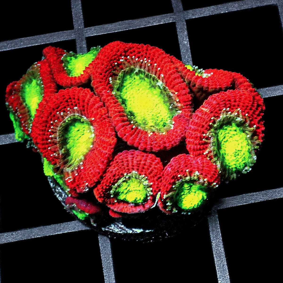 Ultra Acan Lordhowensis Micromussa lordhowensis WYSIWYG LPS coral with red and green polyps