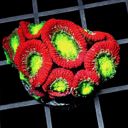 Ultra Acan Lordhowensis Micromussa lordhowensis WYSIWYG LPS coral with red and green polyps