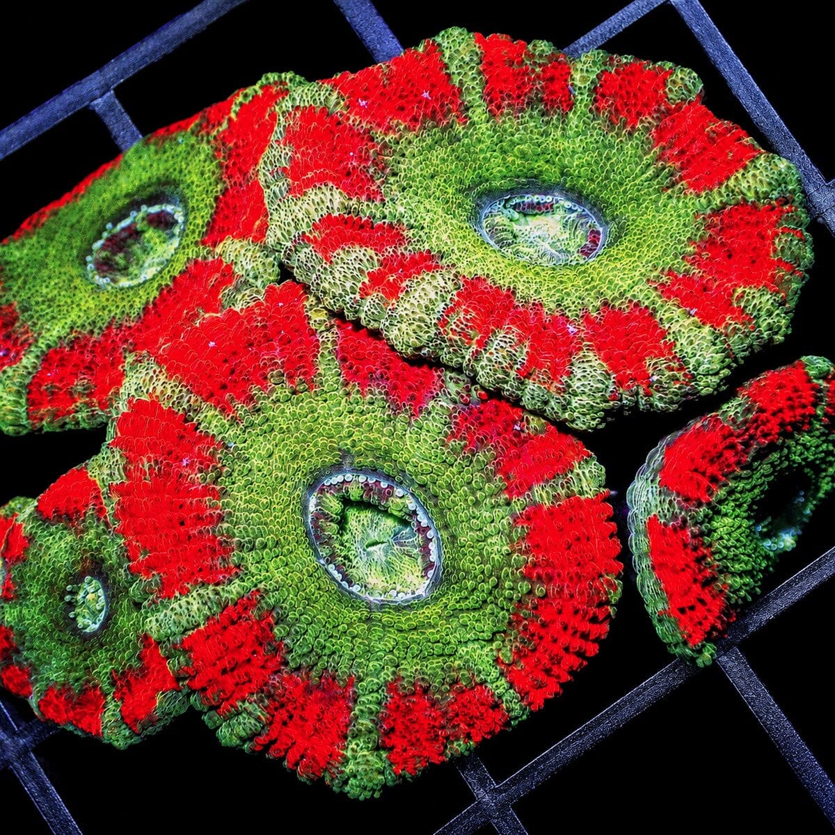 Ultra red green Acan Lordhowensis Micromussa lordhowensis WYSIWYG LPS coral with bright green centers