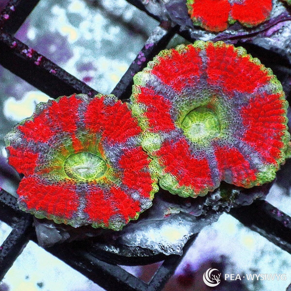 Ultra Acan Lordhowensis coral with red, green, and lavender coloration, WYSIWYG under $25 LPS coral frag from Pacific East Aquaculture