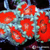 Ultra Acan lordhowensis WYSIWYG aquacultured coral from Pacific East Aquaculture