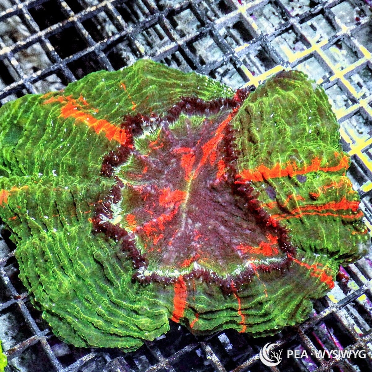 Ultra Acanthophyllia Acanthophyllia deshayesiana WYSIWYG coral colony with green tissue, orange red streaking, and burgundy center