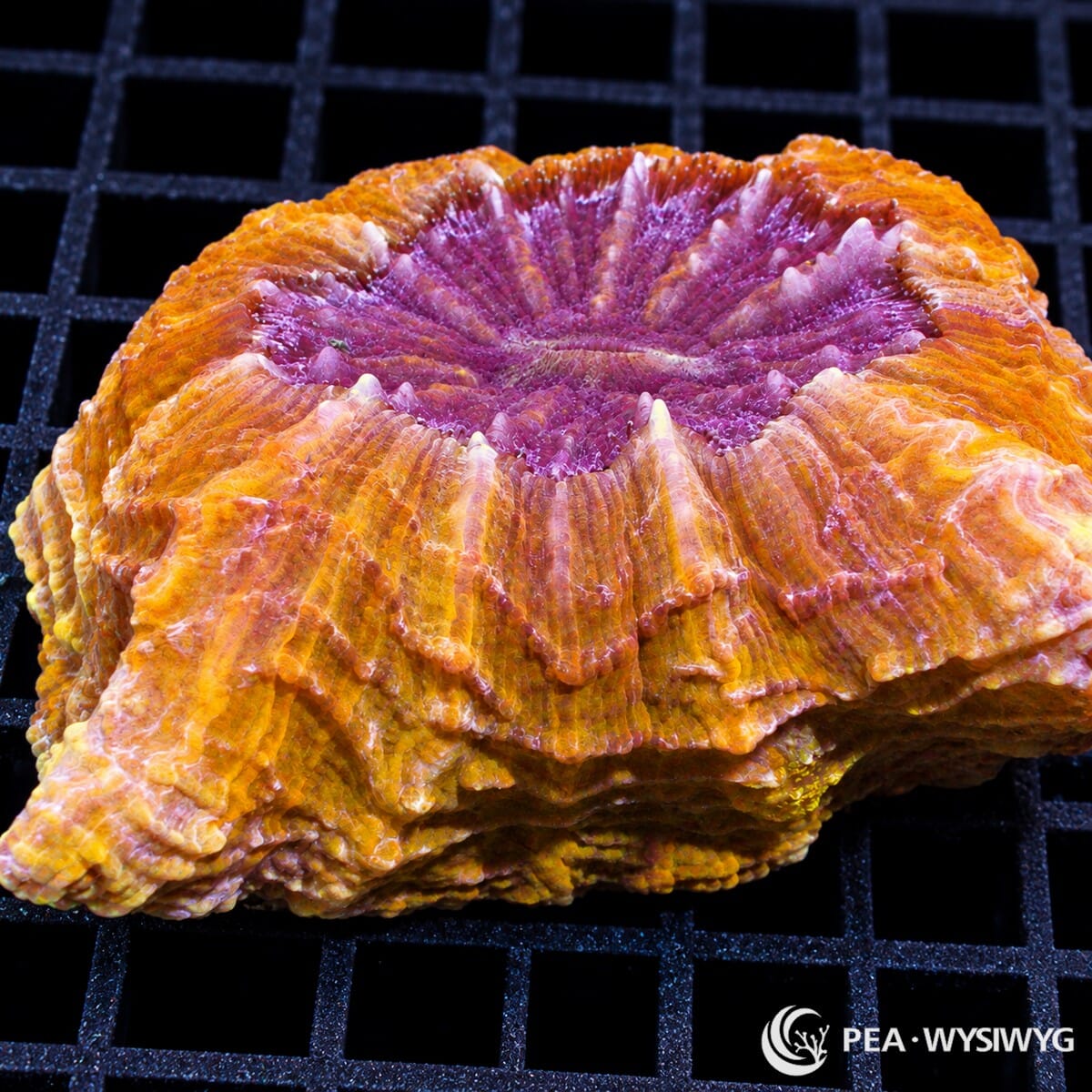 Ultra Acanthophyllia Acanthophyllia deshayesiana coral with orange-gold outer tissue, purple-magenta center, and pink folded highlights