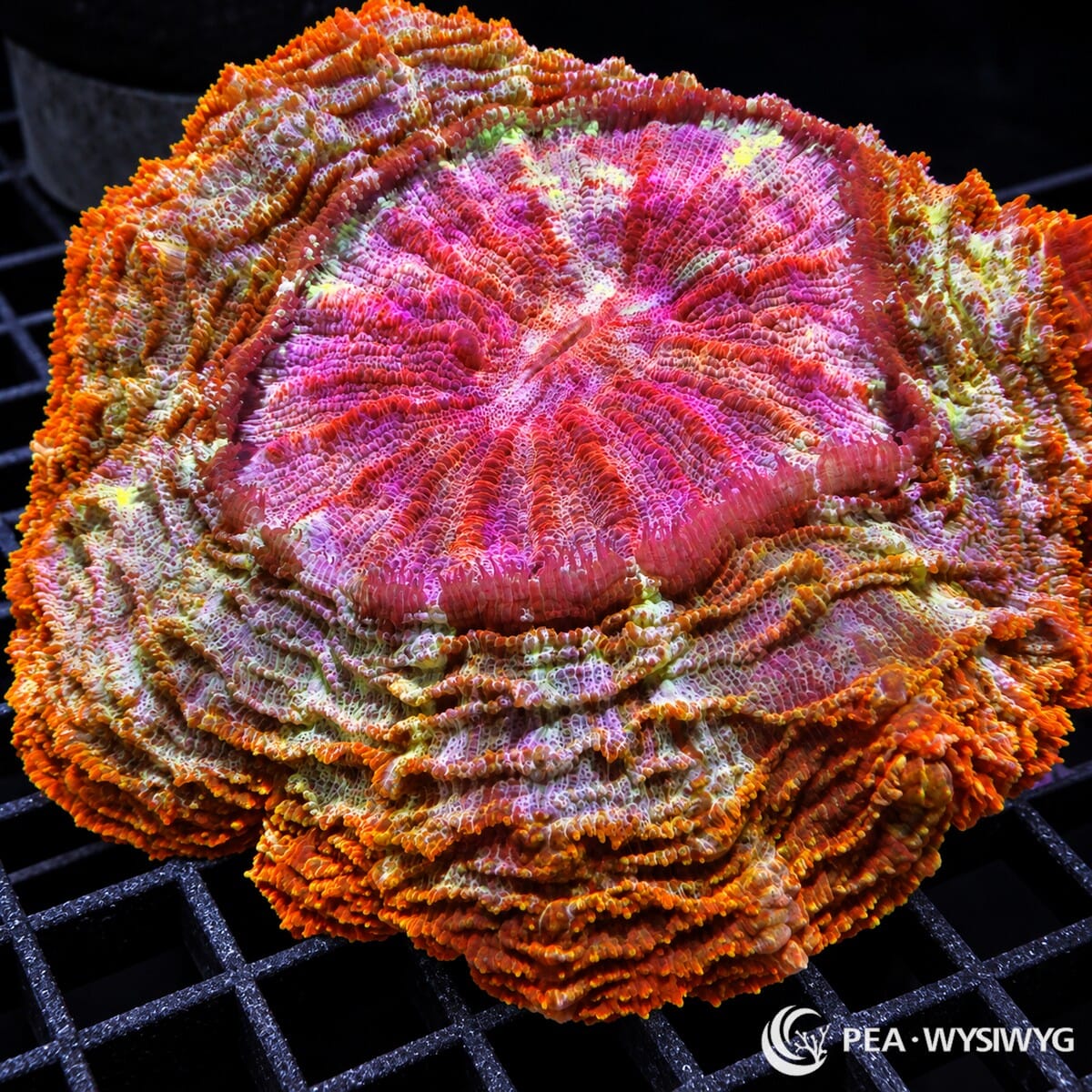 Ultra Acanthophyllia Acanthophyllia deshayesiana with intensely folded pink, magenta, red, orange, cream, and yellow-green tissue