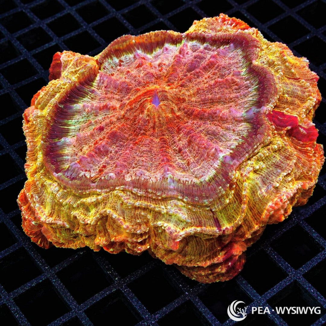 Ultra Acanthophyllia Acanthophyllia deshayesiana coral with vivid orange, pink, red, gold, yellow, and green folded tissue