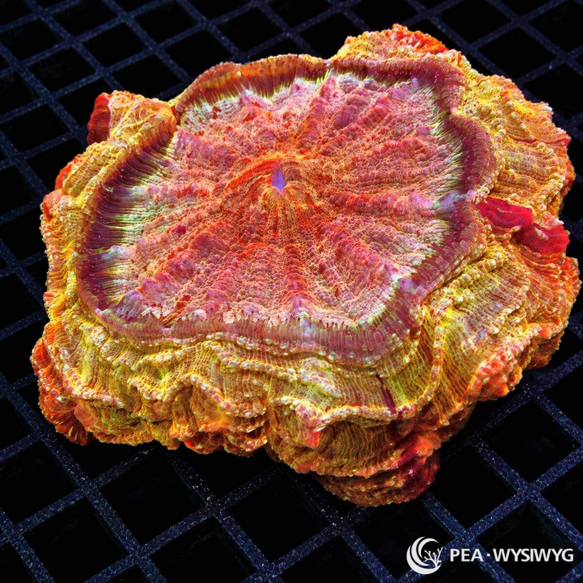 Ultra Acanthophyllia Acanthophyllia deshayesiana coral with vivid orange, pink, red, gold, yellow, and green folded tissue
