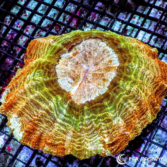 Ultra Acanthophyllia Acanthophyllia deshayesiana WYSIWYG coral colony with green, gold, cream, and orange fleshy tissue and showpiece reef aquarium coloration