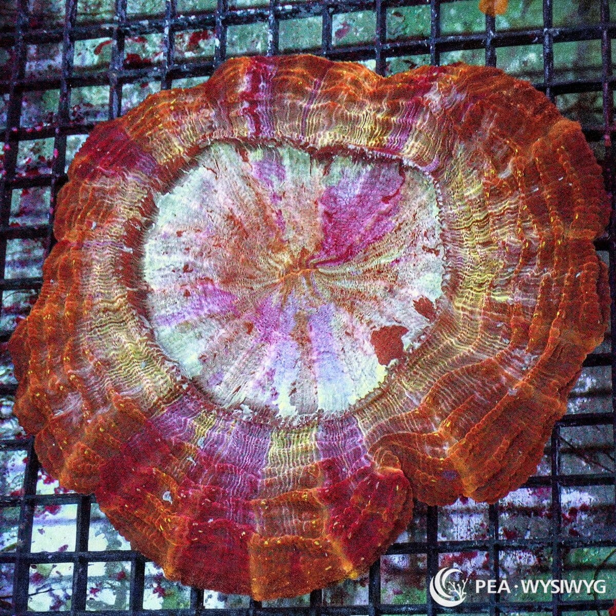 Ultra Acanthophyllia Acanthophyllia deshayesiana WYSIWYG coral colony with red orange fleshy tissue, pale cream pink center, gold accents, and showpiece reef aquarium coloration