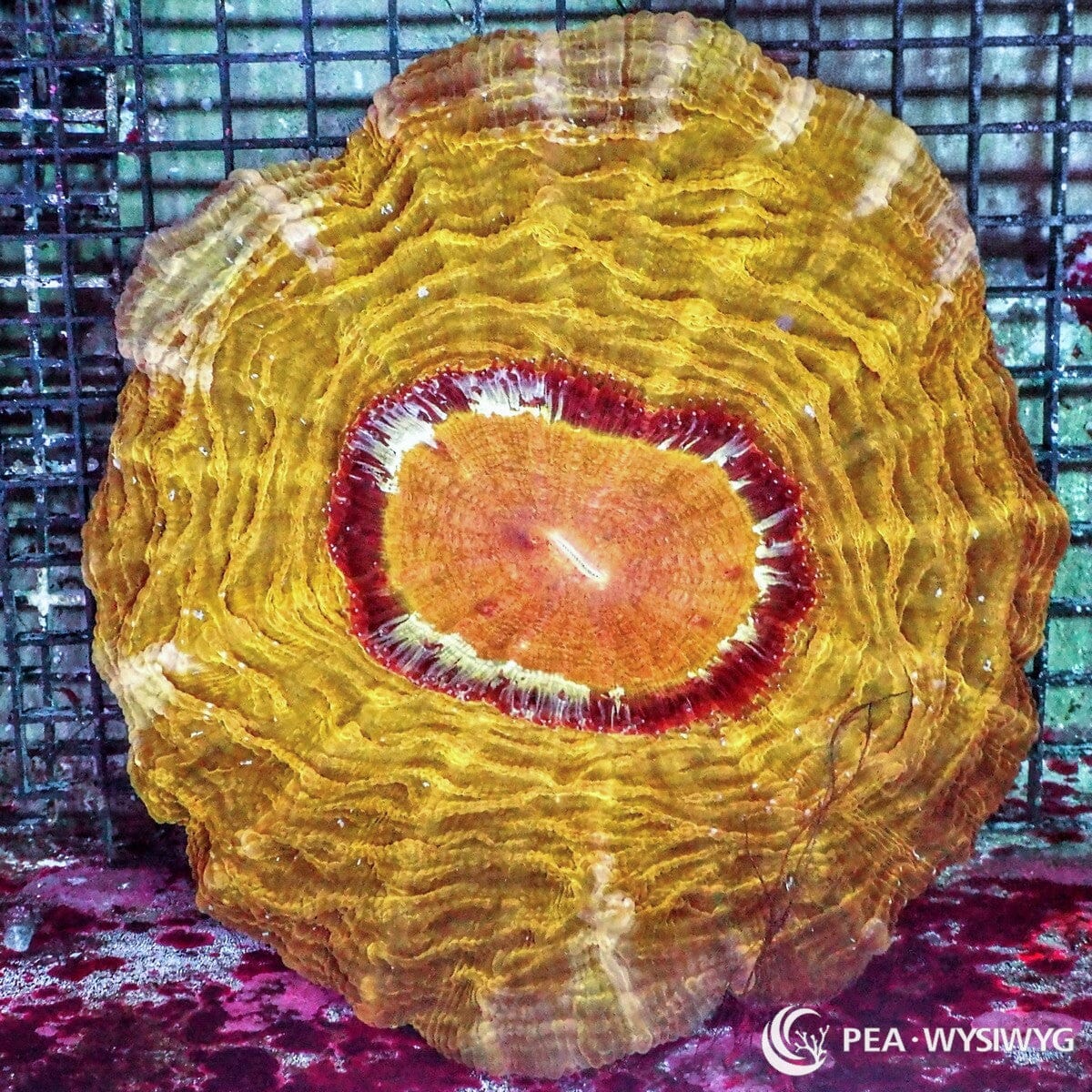 Ultra Acanthophyllia Acanthophyllia deshayesiana WYSIWYG coral colony with golden yellow fleshy tissue, orange tones, red and cream center, and showpiece reef aquarium coloration