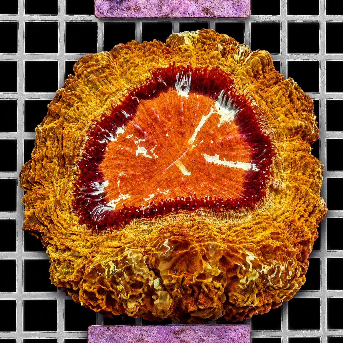 Ultra Acanthophyllia Acanthophyllia deshayesiana WYSIWYG LPS coral colony