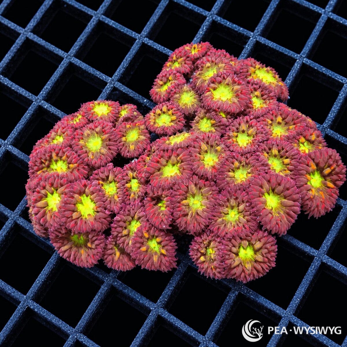 Ultra Blastomussa merletti Blastomussa merleti coral colony with deep rose-red polyps and fluorescent yellow-green centers