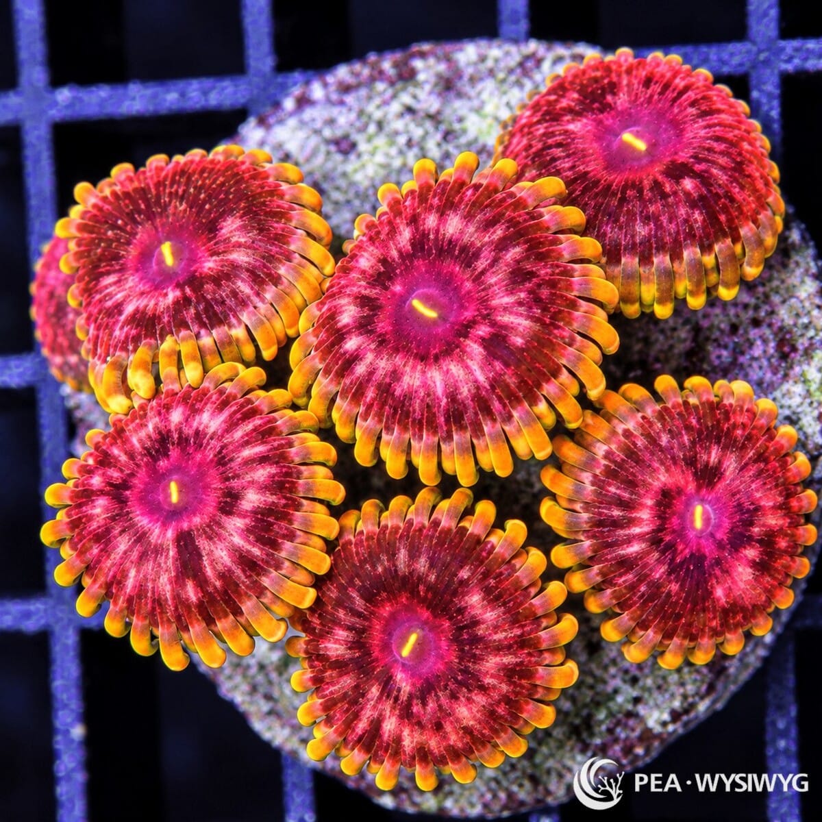 Ultra Blonde Barbie Zoanthids Zoanthus sp. with hot pink and burgundy centers, orange radial accents, and bright golden-yellow skirts