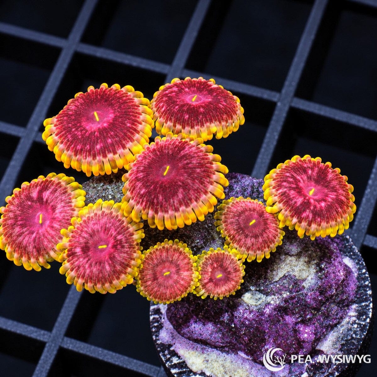 Ultra Blonde Barbie Zoanthids Zoanthus sp. with raspberry-magenta oral discs, bright yellow mouths, and golden-yellow skirts