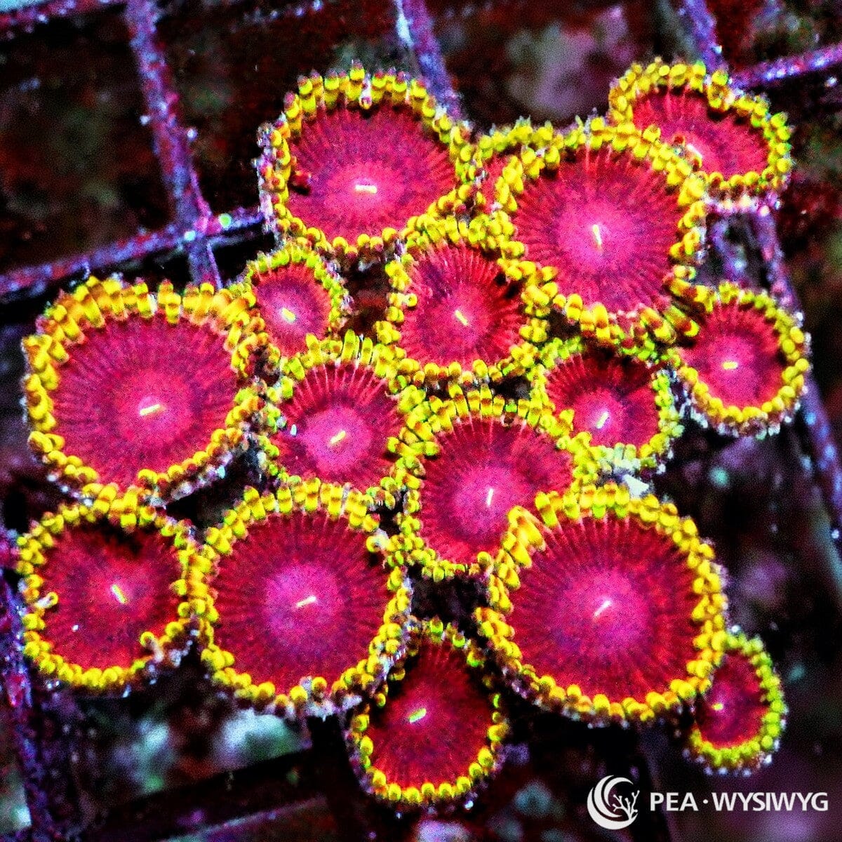 Ultra Blonde Barbie Zoanthids WYSIWYG coral frag with bright pink centers and vivid yellow skirts
