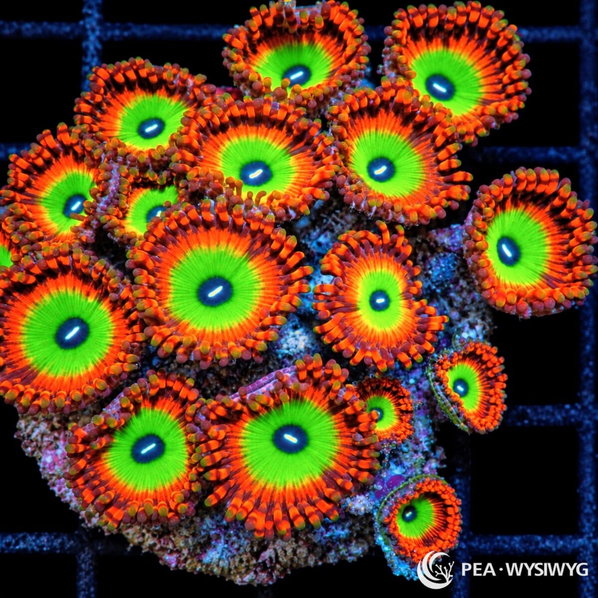 Ultra Candy Apple Zoanthids Zoanthus sp. WYSIWYG coral with fluorescent green centers, dark blue mouths, and vivid orange-red skirts