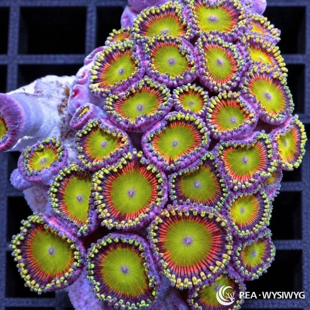 Ultra Candy Apple Zoanthids Zoanthus sp. WYSIWYG coral frag with lime-green centers, red-orange rings, purple margins, and yellow-green skirts