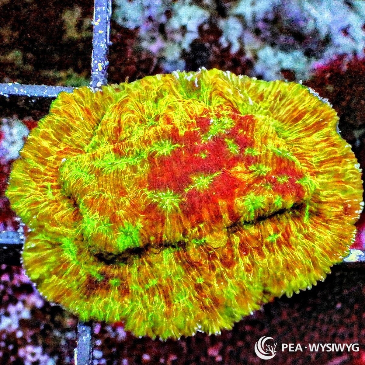 Ultra Clepto Lepto Leptoseris sp. WYSIWYG coral frag with yellow gold tissue, green highlights, orange red center, and fine ridged plating growth