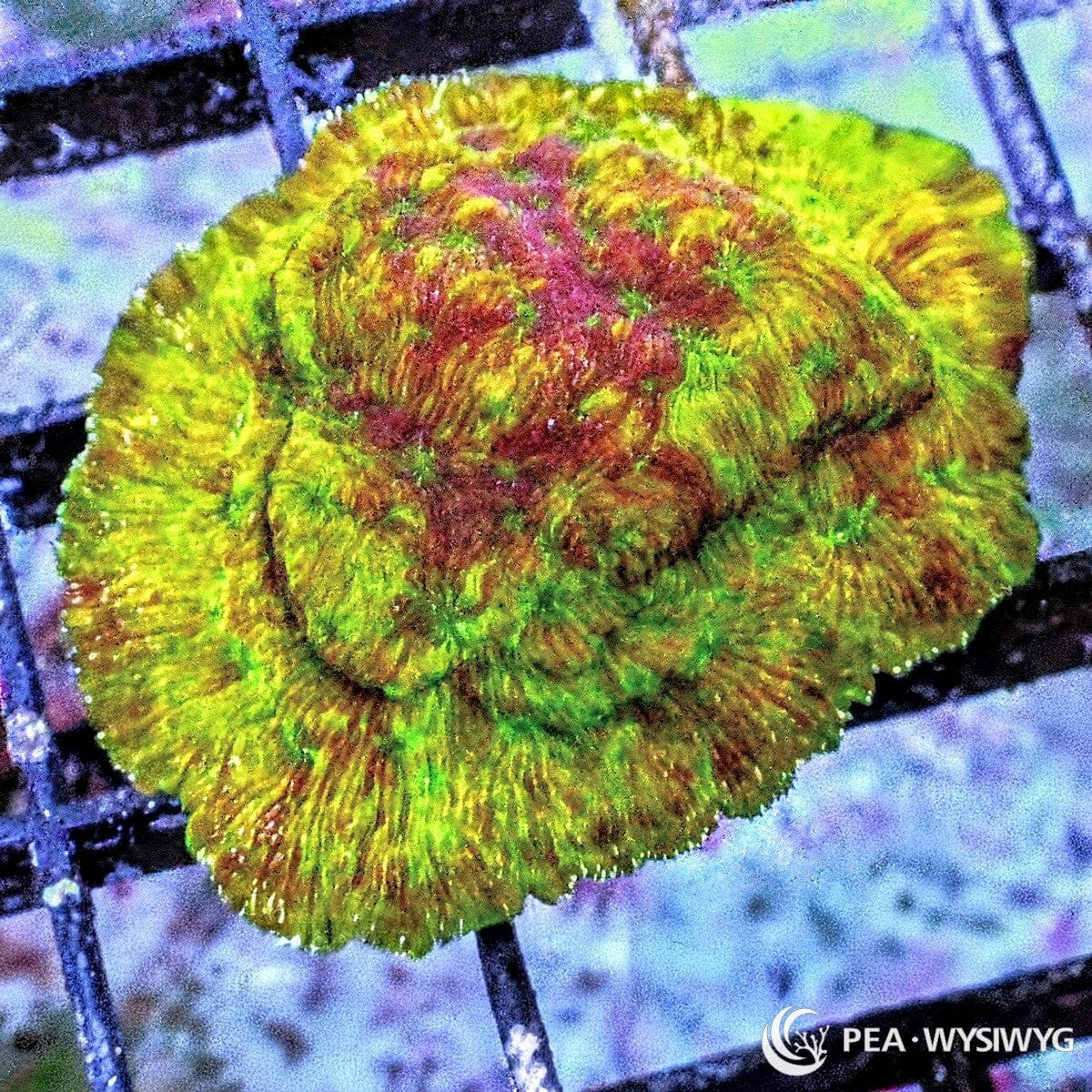 Ultra Clepto Leptoseris Leptoseris sp. WYSIWYG coral frag with green yellow tissue, red orange center contrast, fine ridged texture, and encrusting plating growth