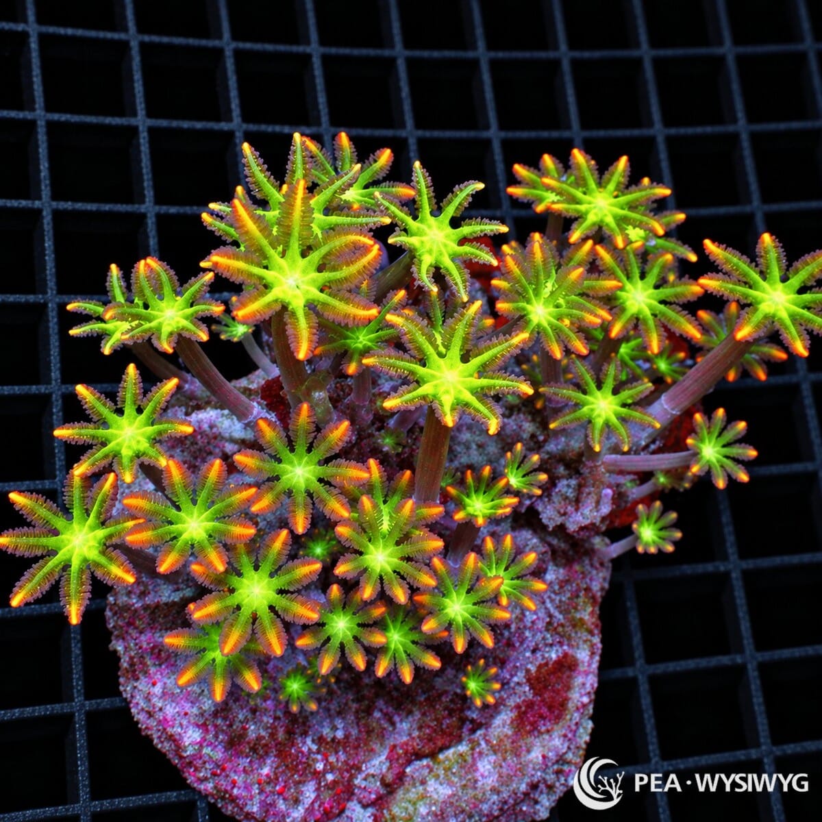 Ultra Clove Polyps Clavularia sp. coral colony with fluorescent green centers, orange-red tentacle tips, and lavender stalks