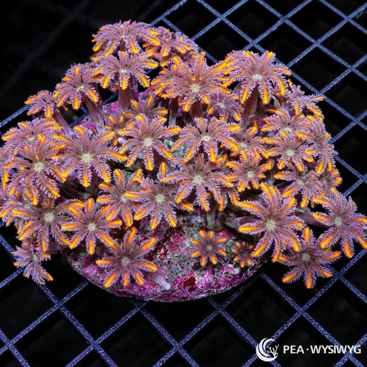 Ultra Clove Polyps Clavularia sp. coral colony with lavender-purple feathery tentacles, fluorescent orange highlights, and pinkish stalks