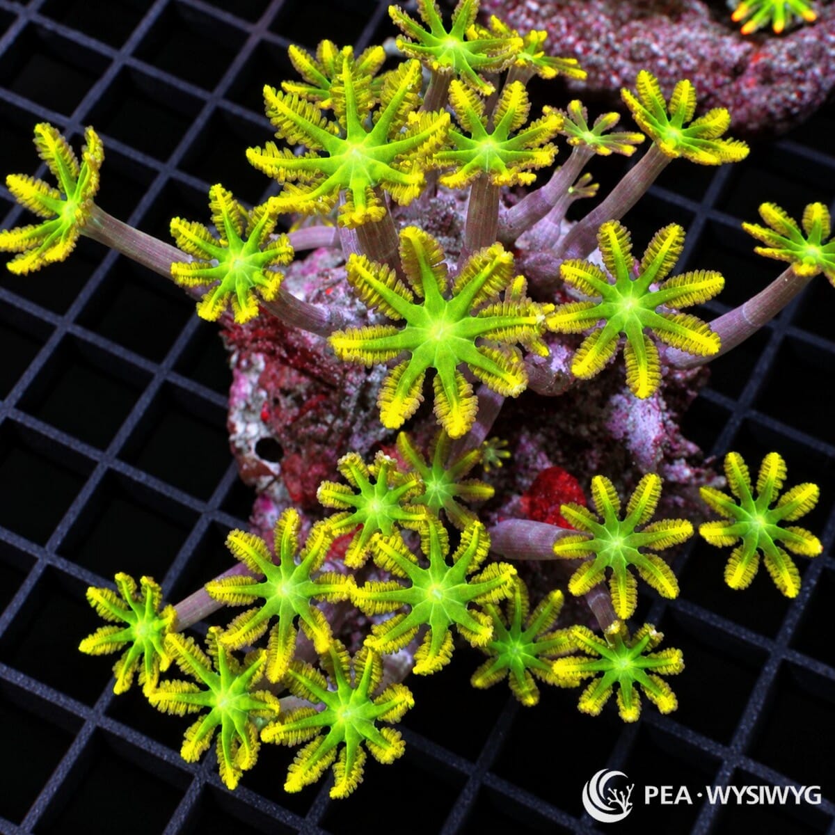 Ultra Clove Polyps Clavularia sp. coral colony with fluorescent green centers, yellow-green feathery tentacles, and lavender-purple stalks