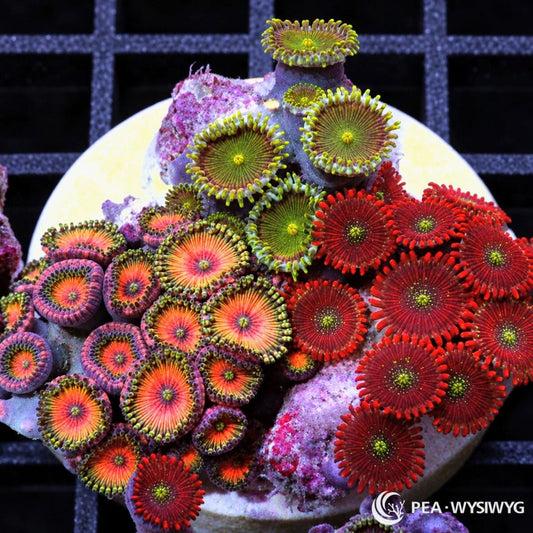 Ultra Combo Zoanthids Zoanthus sp. WYSIWYG coral frag with mixed red, orange, yellow, green, and purple zoanthid polyps