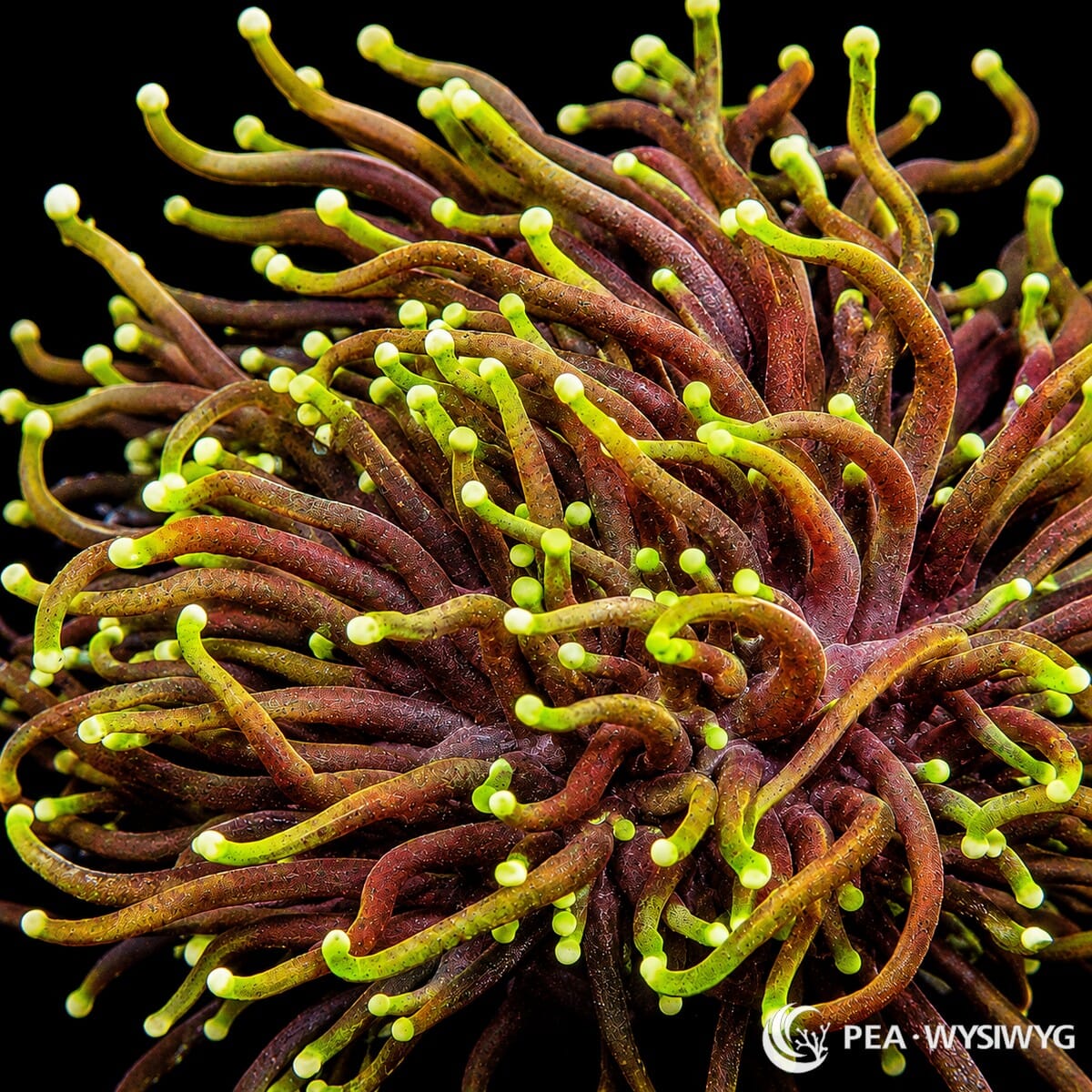 WYSIWYG Ultra Dragon Slayer Torch Euphyllia coral with red, orange, and neon green tentacles