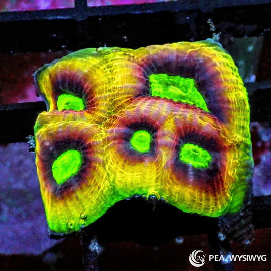 Ultra Dragon Soul Favia Dipsastraea sp. WYSIWYG coral frag with yellow green tissue, burgundy mouth rings, neon green centers, and encrusting stony coral growth