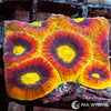 Ultra Dragon Soul Favia WYSIWYG aquacultured coral from Pacific East Aquaculture