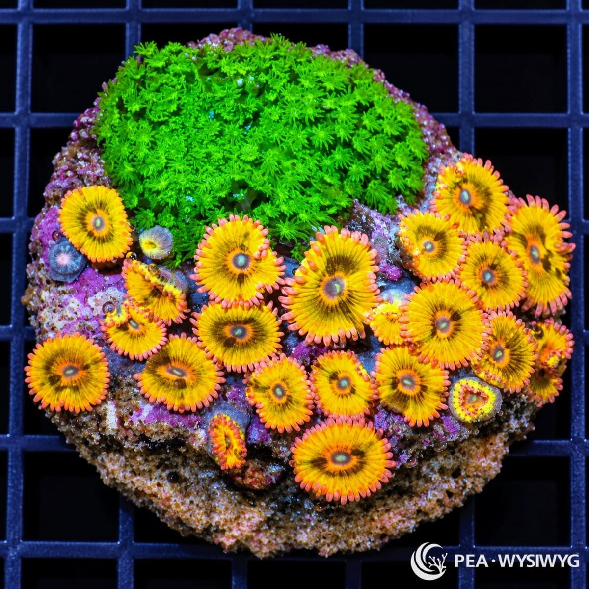 Ultra Golden Embers Zoanthids Zoanthus sp. WYSIWYG coral with golden-orange centers, bronze markings, turquoise mouths, and pink-tipped skirts