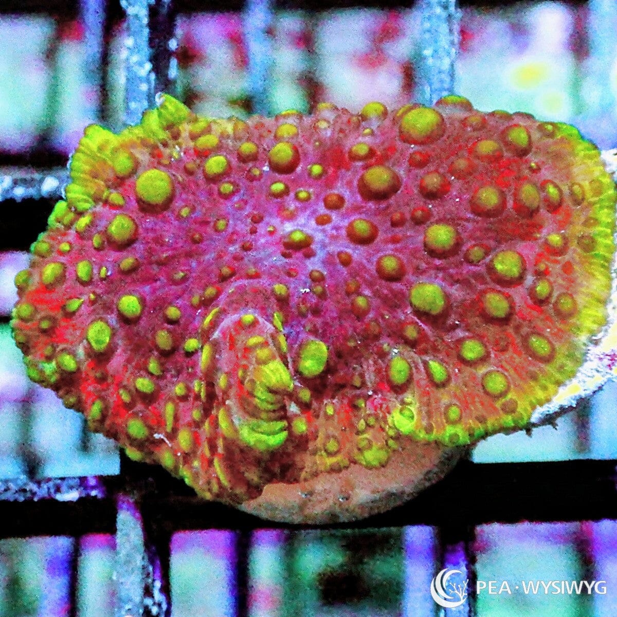 Ultra Lava Lamp Discosoma Mushroom Discosoma sp. WYSIWYG soft coral frag with red pink tissue, neon green raised bubbles, and green rim