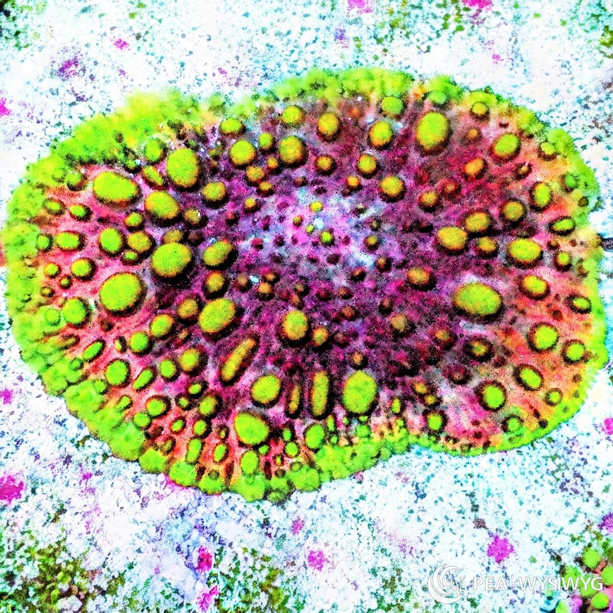 Ultra Lava Lamp Mushroom Coral Rhodactis sp. WYSIWYG soft coral with green bubbles and pink purple coloration
