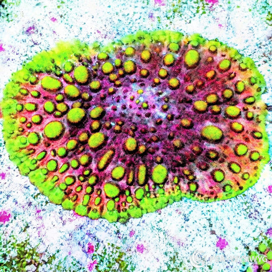 Ultra Lava Lamp Mushroom Coral Rhodactis sp. WYSIWYG soft coral with green bubbles and pink purple coloration