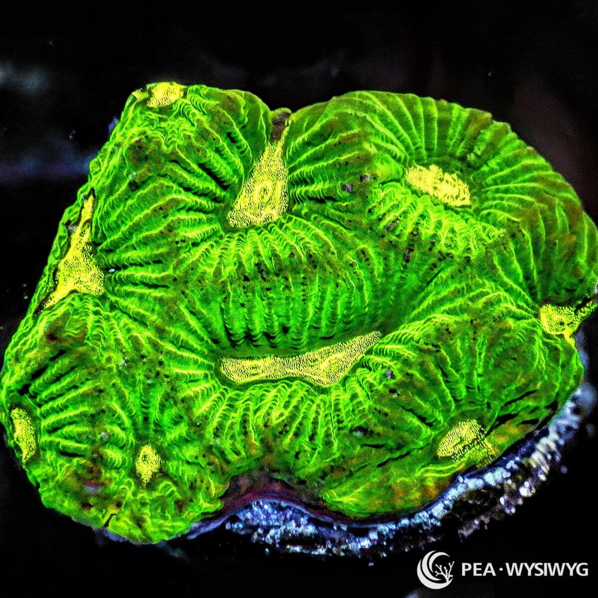 Ultra Platygyra Maze Brain LPS coral with bright green ridges and yellow highlights, WYSIWYG under $25 frag