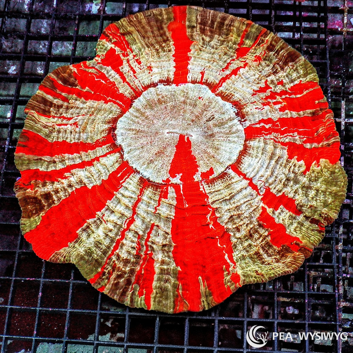 Ultra Rainbow Acanthophyllia Coral Acanthophyllia deshayesiana WYSIWYG LPS coral with red, cream, tan, and green striped pattern