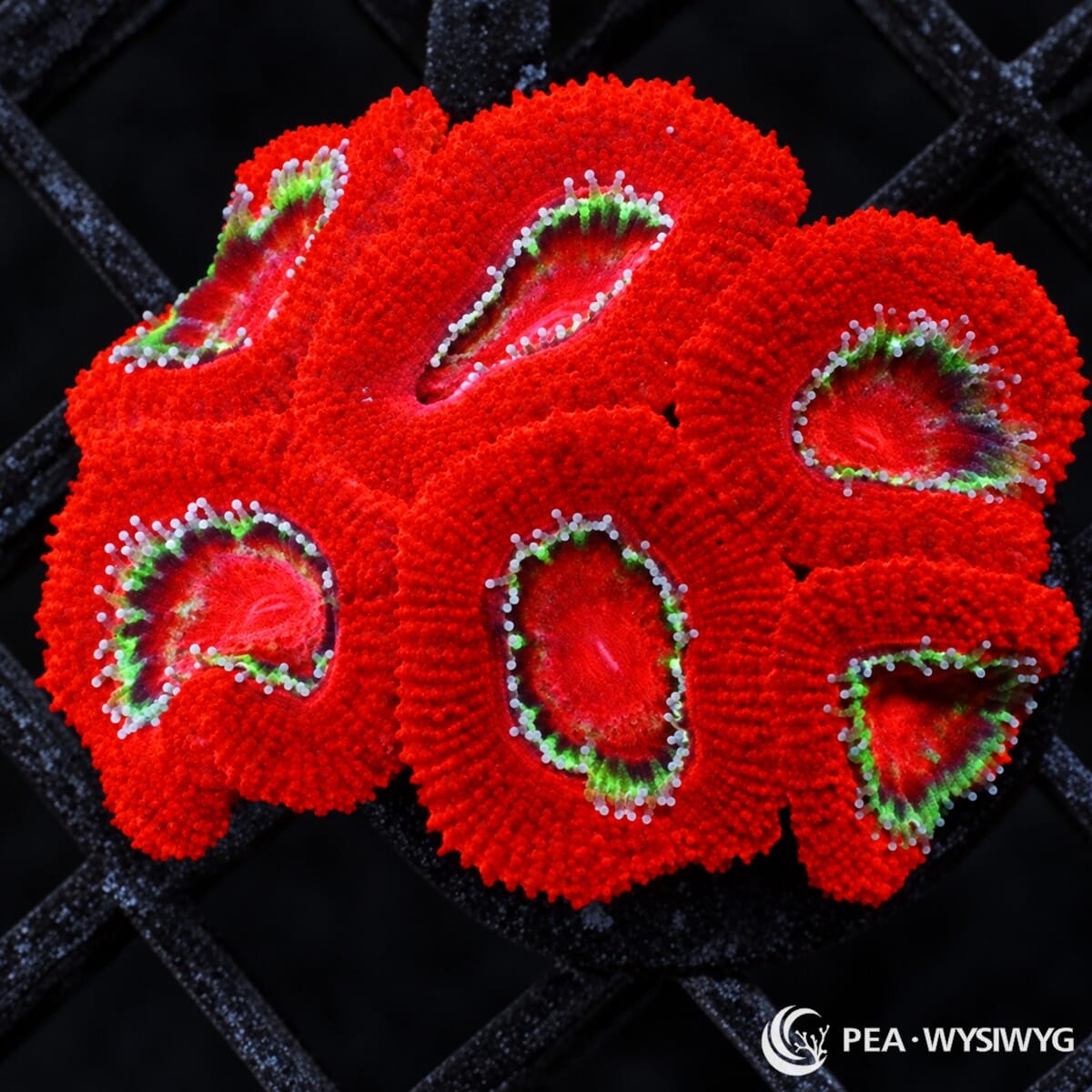 Ultra Red Acan Lordhowensis Micromussa lordhowensis with multiple large fleshy bright red polyps and orange base coloration