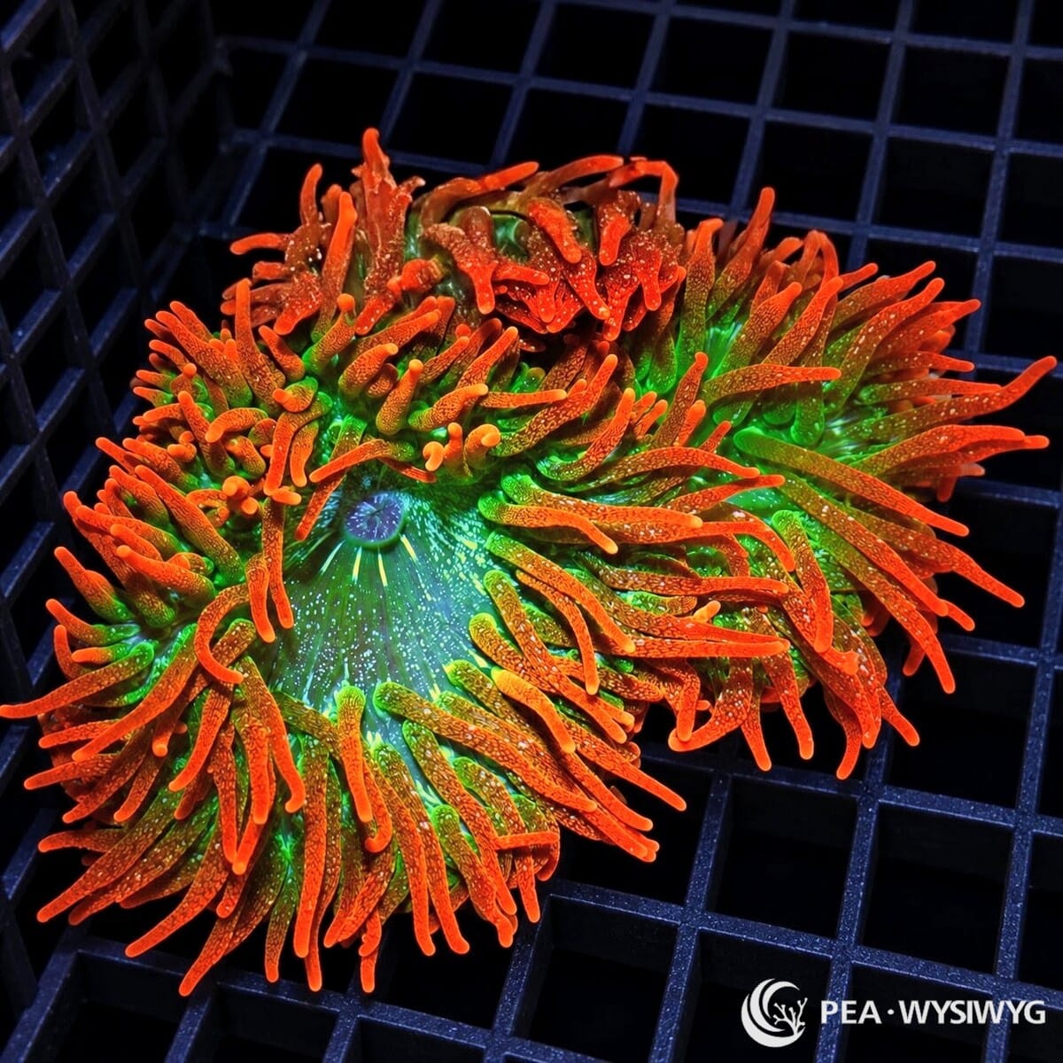 Ultra Sunburst Bubble Tip Anemone (Entacmaea quadricolor) displaying fiery orange-red tentacles with green bases surrounding a fluorescent emerald-green oral disc with turquoise radial markings. WYSIWYG specimen photographed at Pacific East Aquaculture.