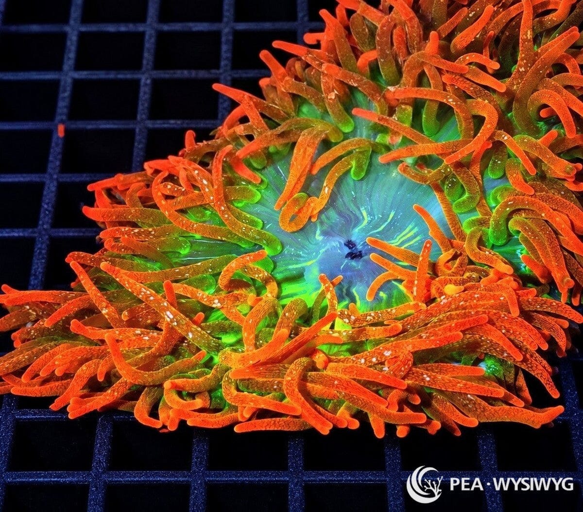 Ultra Sunburst Bubble Tip Anemone (Entacmaea quadricolor) featuring brilliant orange-red tentacles with fluorescent green bases surrounding a turquoise-blue oral disc with vivid green radial markings. WYSIWYG specimen photographed at Pacific East Aquaculture.