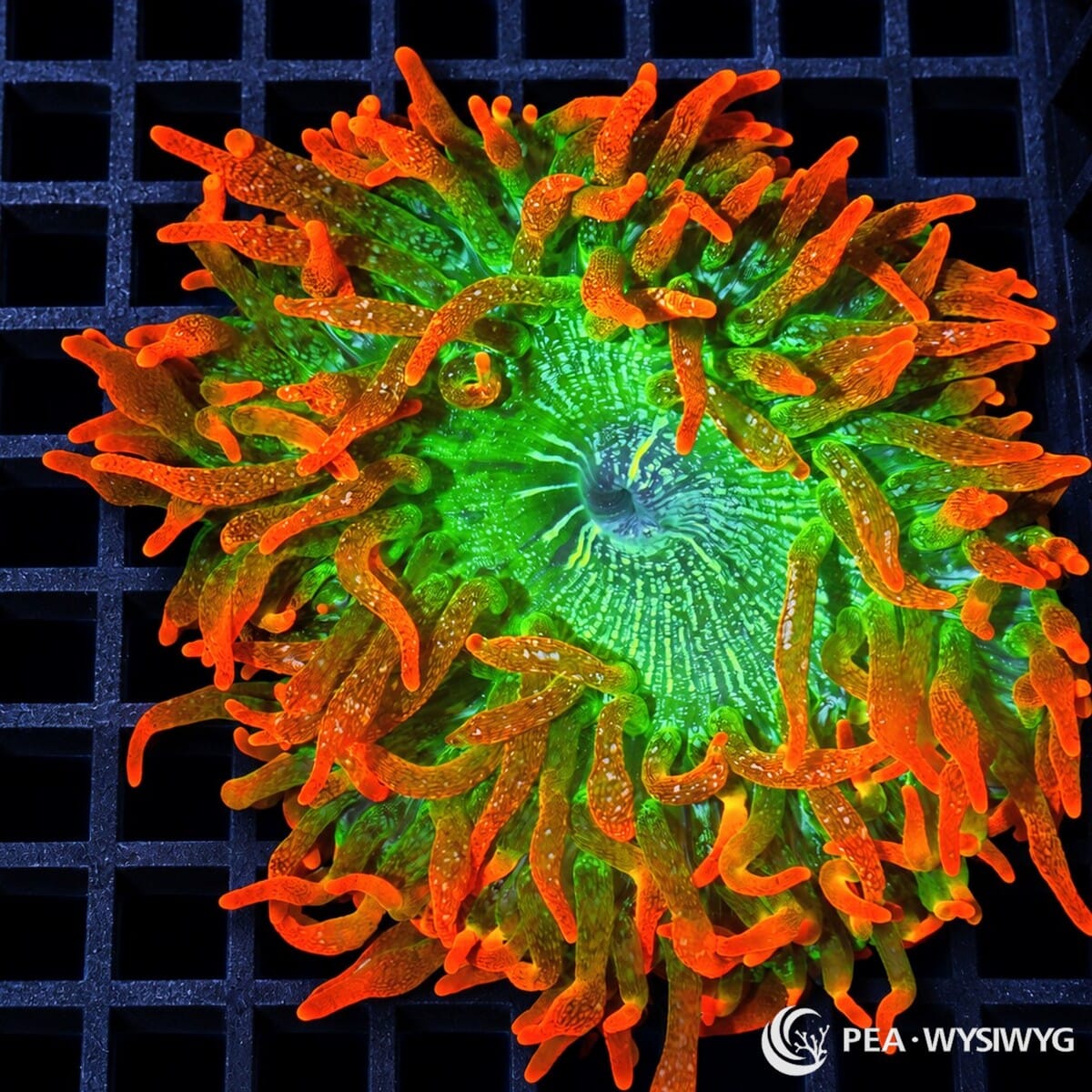 WYSIWYG Ultra Sunburst Bubble Tip Anemone (Entacmaea quadricolor) featuring a brilliant fluorescent green oral disc, intricate radial markings, and vivid orange-red tentacles with green bases, photographed at Pacific East Aquaculture.