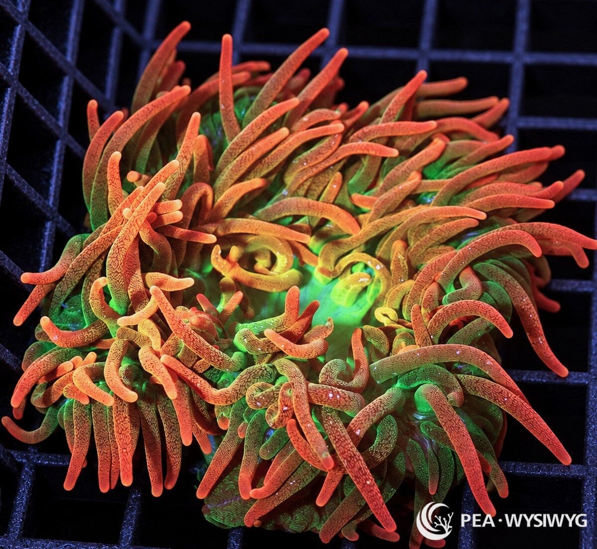 Ultra Sunburst Bubble Tip Anemone (Entacmaea quadricolor) displaying elongated orange-red tentacles with intricate darker patterns, golden highlights, and a brilliant fluorescent green center. WYSIWYG specimen photographed at Pacific East Aquaculture.